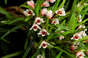 Maxillaria lawrenceana Eddie CCM/AOS 85 pts. Flower